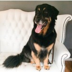 Hovwart grooming at pooch Dog Spa