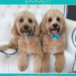 Cavapoo grooming at pooch Dog Spa