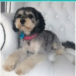 Cavashon grooming at pooch Dog Spa