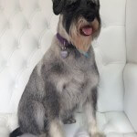 Schanuzer grooming at pooch Dog Spa