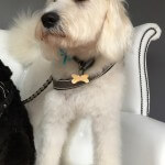 Labradoodle grooming at pooch Dog Spa