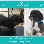Shih Tzu grooming at pooch Dog Spa