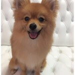 Pomeranian grooming at pooch Dog Spa