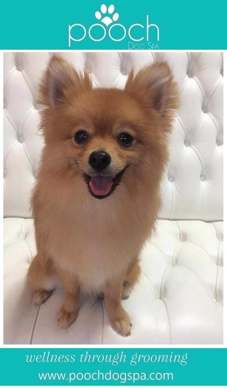 Pomeranian-grooming.jpeg