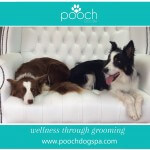 Collie grooming at pooch Dog Spa