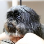 Shih Tzu grooming at pooch Dog Spa