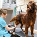 Irish Setter grooming at pooch Dog Spa