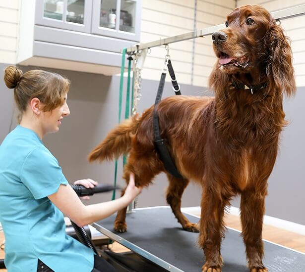 Irish-Setter-grooming.jpeg