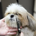 Shih Tzu grooming at pooch Dog Spa