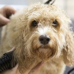 Cavapoo grooming at pooch Dog Spa
