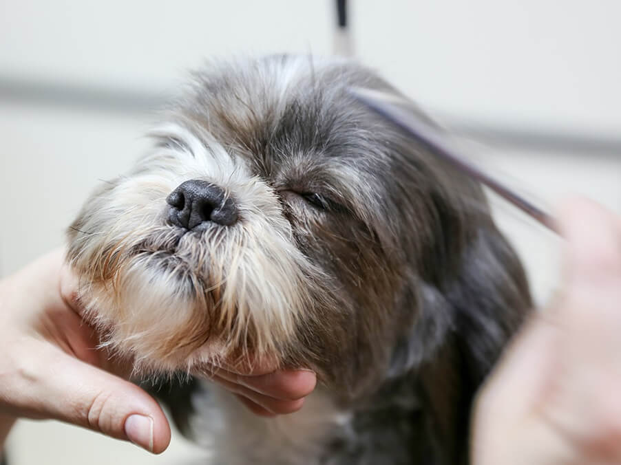 Shih-Tzu-grooming.jpeg