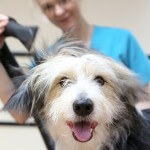 Happy dog at pooch Dog Spa