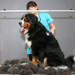 Bernese Mountain Dog grooming