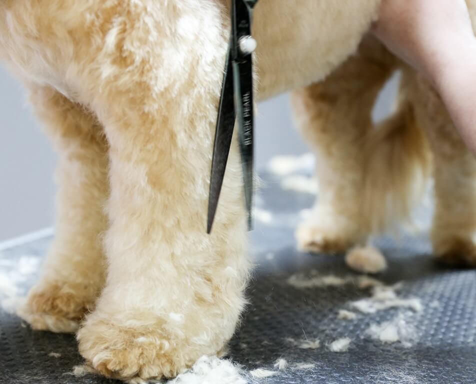 dog-grooming.jpeg