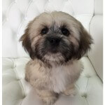 Shih Tzu grooming at pooch Dog Spa