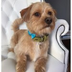 Terrier grooming at pooch Dog Spa