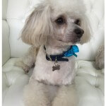 Chinese Crested Power Puff grooming at pooch Dog Spa