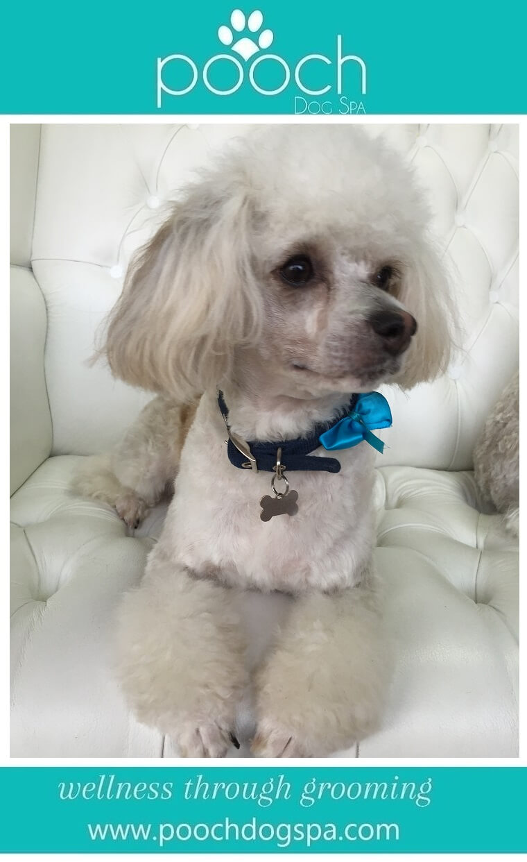 Chinese-Crested-Power-Puff-grooming