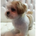 Shih Tzu grooming at pooch Dog Spa