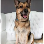 German Shepherd grooming at pooch Dog Spa