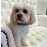 Tiara Teddy Bear grooming at pooch Dog Spa