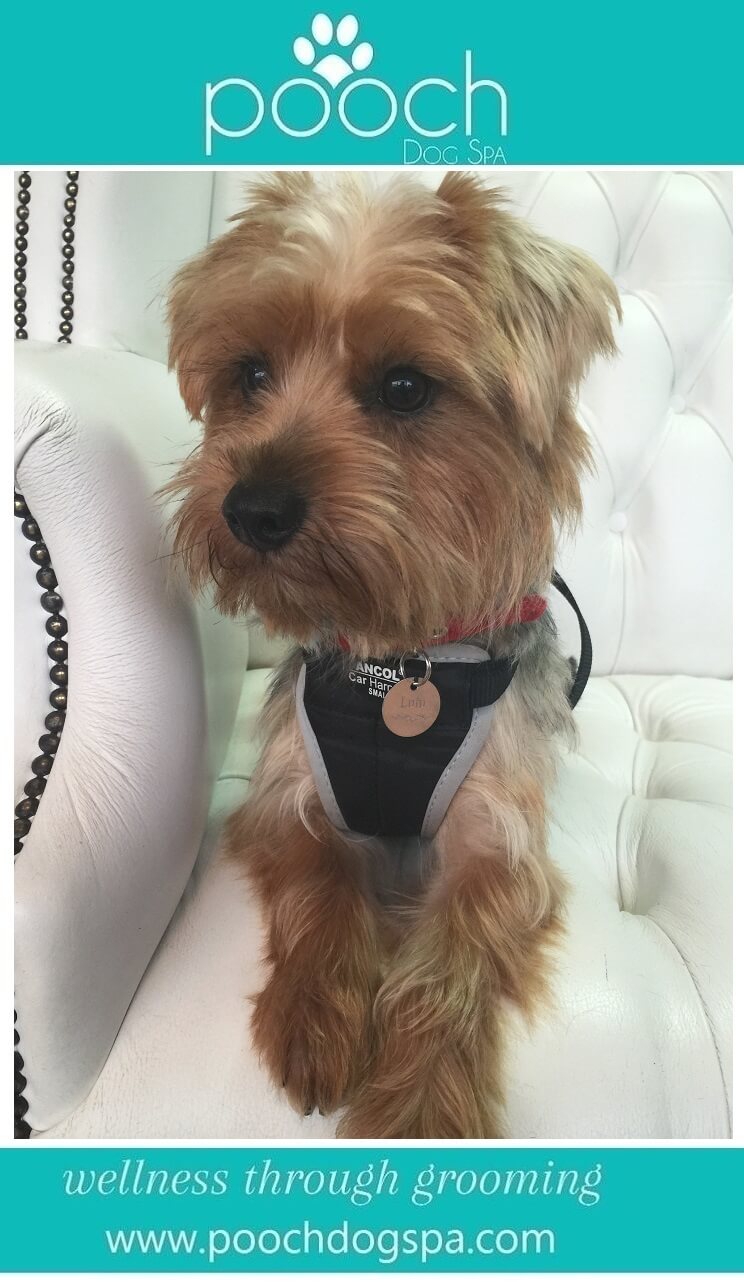 Yorkshire-Terrier-grooming