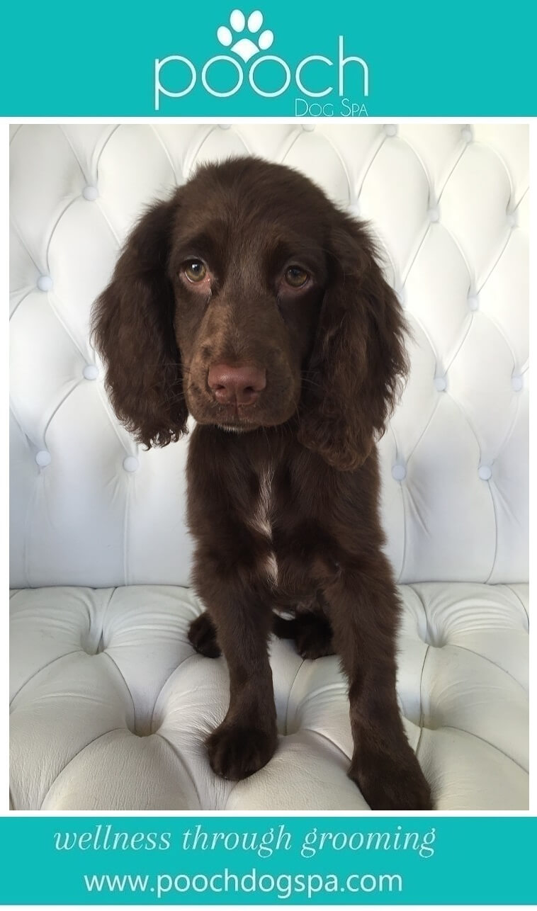 Spaniel-grooming
