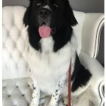 Newfoundland grooming at pooch Dog Spa