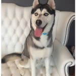 Husky grooming at pooch Dog Spa