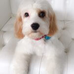 Cavashon grooming at pooch Dog Spa