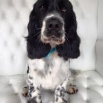Spaniel grooming at pooch Dog Spa