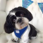 Shih Tzu grooming at pooch Dog Spa