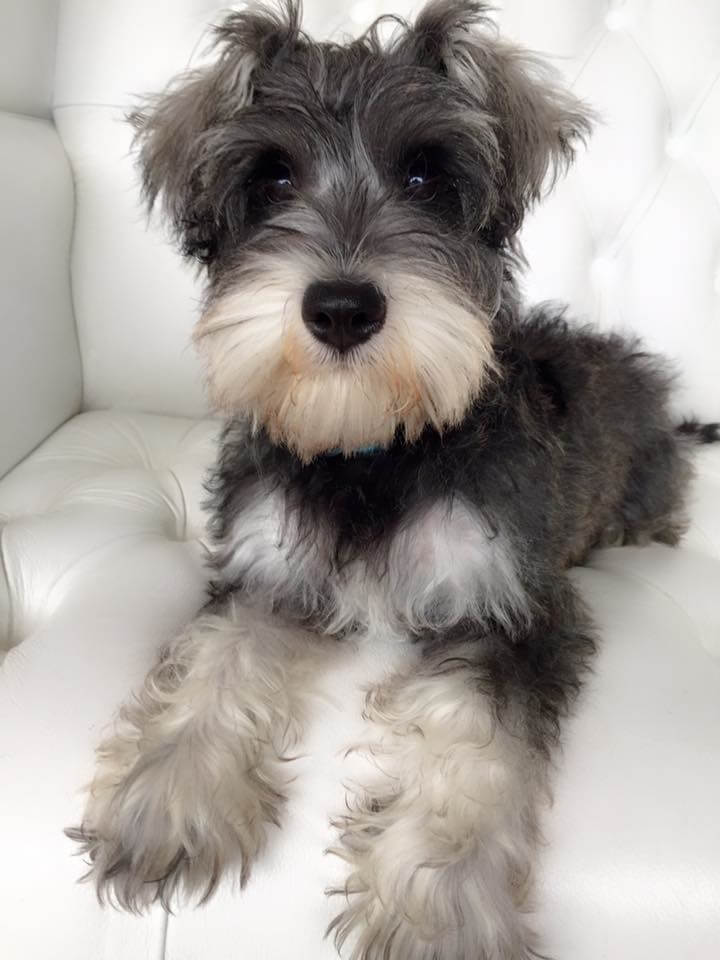 Schnauzer-grooming