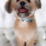Shihpom grooming at pooch Dog Spa