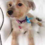 Yorkie grooming at pooch Dog Spa