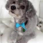 Poochon grooming at pooch Dog Spa