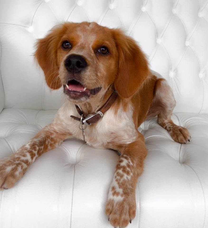 brittanyspaniel-grooming
