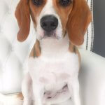 Beagle grooming at pooch Dog Spa