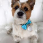 Terrier grooming at pooch Dog Spa