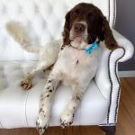 Springer Spaniel grooming at pooch Dog Spa