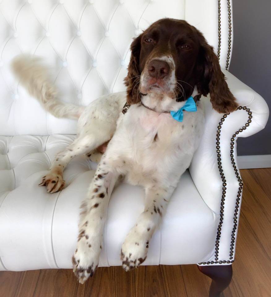 Springerspaniel-grooming