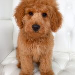 Cavashon grooming at pooch Dog Spa