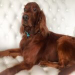 Irish Setter grooming at pooch Dog Spa