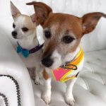 Wash & Fluff grooming at pooch Dog Spa