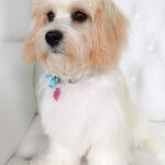 Puppy grooming at pooch Dog Spa