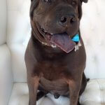 Shar Pei grooming at pooch Dog Spa