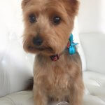 Yorkie grooming at pooch Dog Spa