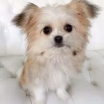 Puppy grooming at pooch Dog Spa