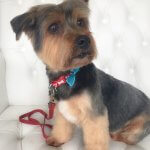 Yorkie grooming at pooch Dog Spa