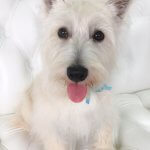 West Highland Terrier grooming at pooch Dog Spa